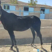 فروش یک عدد مادیون کلاسی و ارام|اسب و تجهیزات اسب‌سواری|بروجن, |دیوار