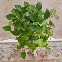 گل طبیعی|گل مصنوعی|نورآباد, |دیوار