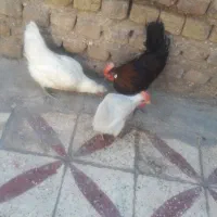 سه عدد مرغ محلی
