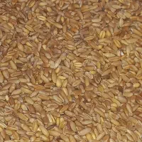 گندم|لوازم جانبی حیوانات|نیشابور, پاستور|دیوار