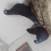 کبوتر