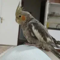 گمشده اطراف نقطه a