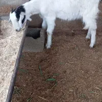 بز ماده نیدی