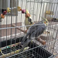 عروس هلندی|پرنده|بروجرد, |دیوار