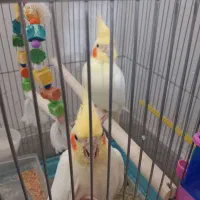 عروس هلندی نژاد لوتینو