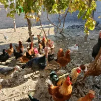 مرغ و خروس گلپایگانی واکسن خورده