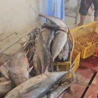 کارگر باسواد در کارگاه جمع اوری ماهی (قشم)|استخدام خدمات فروشگاه و رستوران|قشم, |دیوار