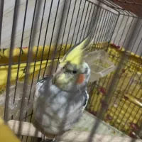 عروس هلندی سخنگو