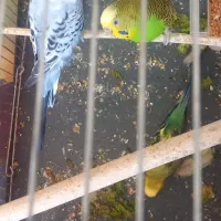 معاوضه مرغ عشق