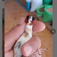 سهره چونه سفید