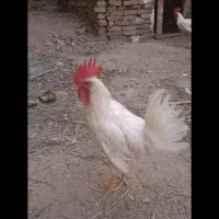 دو عدد خروس سالم و سرحال ب فروش می‌رسد