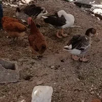 چهار  عدد غاز دونه ۶۰۰ و ۱۵ عدد مرغ و خروس  ۵۰۰|حیوانات مزرعه|دوگنبدان, |دیوار