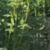 فروش بذر یونجه گرمسیری کل استان کشاورز|خدمات باغبانی و درختکاری|نرماشیر, |دیوار