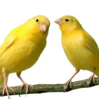 پرنده آوازخوان