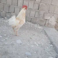 خروس