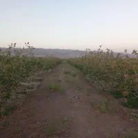 فروش ۳۳۰۰متر زمین پسته احمد آقایی ۲۳ساله|فروش دفتر صنعتی، کشاورزی، تجاری|بهاباد, |دیوار