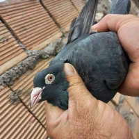 کبوتر دورگ پلاکی و رنگی|پرنده|اندیمشک, |دیوار