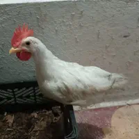جوجه خروس خانگی|حیوانات مزرعه|شیراز, نارنجستان|دیوار