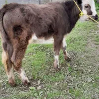 گوساله مونت بلیارد لیشه گاو