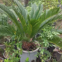 فروش گل یوکا و رونده کرپ و ...|گل و گیاه طبیعی|رحیم‌آباد, |دیوار