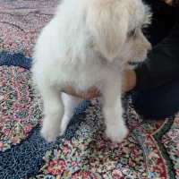 سگ پاکوتاه|سگ|مشهد, طلاب|دیوار