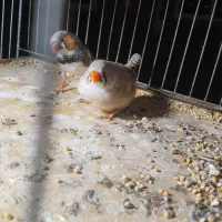 فنج|پرنده|گنبد کاووس, |دیوار