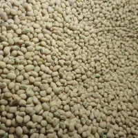 لوبیا جیرفتی