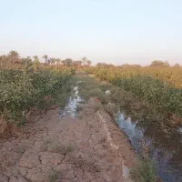 فروش زمین کشاورزی اول جاده سنگ اهن پشت سوله شهداب