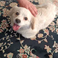 فروش سگ خونگی