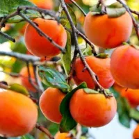 فروش ارقام هلو شلیل زردآلو آلوچه گیلاس گردو صنوبر|خدمات باغبانی و درختکاری|گنبد کاووس, |دیوار