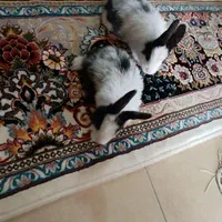 خرگوش دونه ای ۳۰۰|موش و خرگوش|پاکدشت, شهرک انقلاب|دیوار
