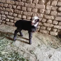 بره شیری نر