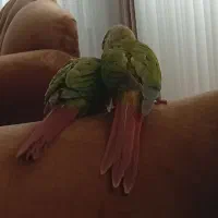 طوطی گرینجیک