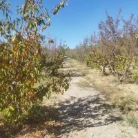 باغ نقلی میوه