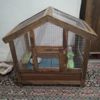 مینا جوان ۴ماهه با قفس چوبی|پرنده|کرمان, |دیوار