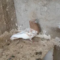 کله زرد ماده