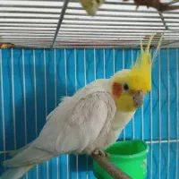 عروس هلندی لوتینو سفید نر