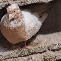 کبوتر|پرنده|اسفرورین, |دیوار