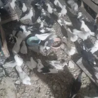 کفتر نرماده وجوجه