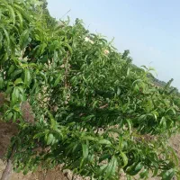 زمین باغچه ۵۰۰متری در خیابان ۱۲متری|فروش زمین و ملک کلنگی|محمدشهر, عباس آباد|دیوار