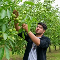 گــردو جمال پیوندی با تخفیف ویژه