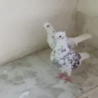 کبوتر دوکت سرور