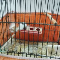 فنچ|پرنده|خمین, |دیوار