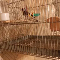 سهره قیره جفت