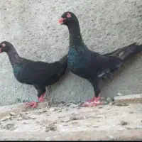 کبوتر سیاه دنش