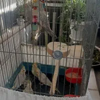 عروس هلندی جونه نزدیک یک ساله گلباقلی مرواریدی|پرنده|بروجرد, |دیوار