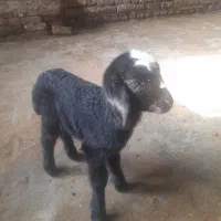 یک راس بره شیری غزل افشارموجوده تازه آوردم