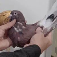 کبوتر