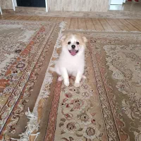 واگذاری|سگ|شیراز, شهرک سعدی|دیوار