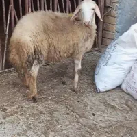 گوسفند بره قوچ